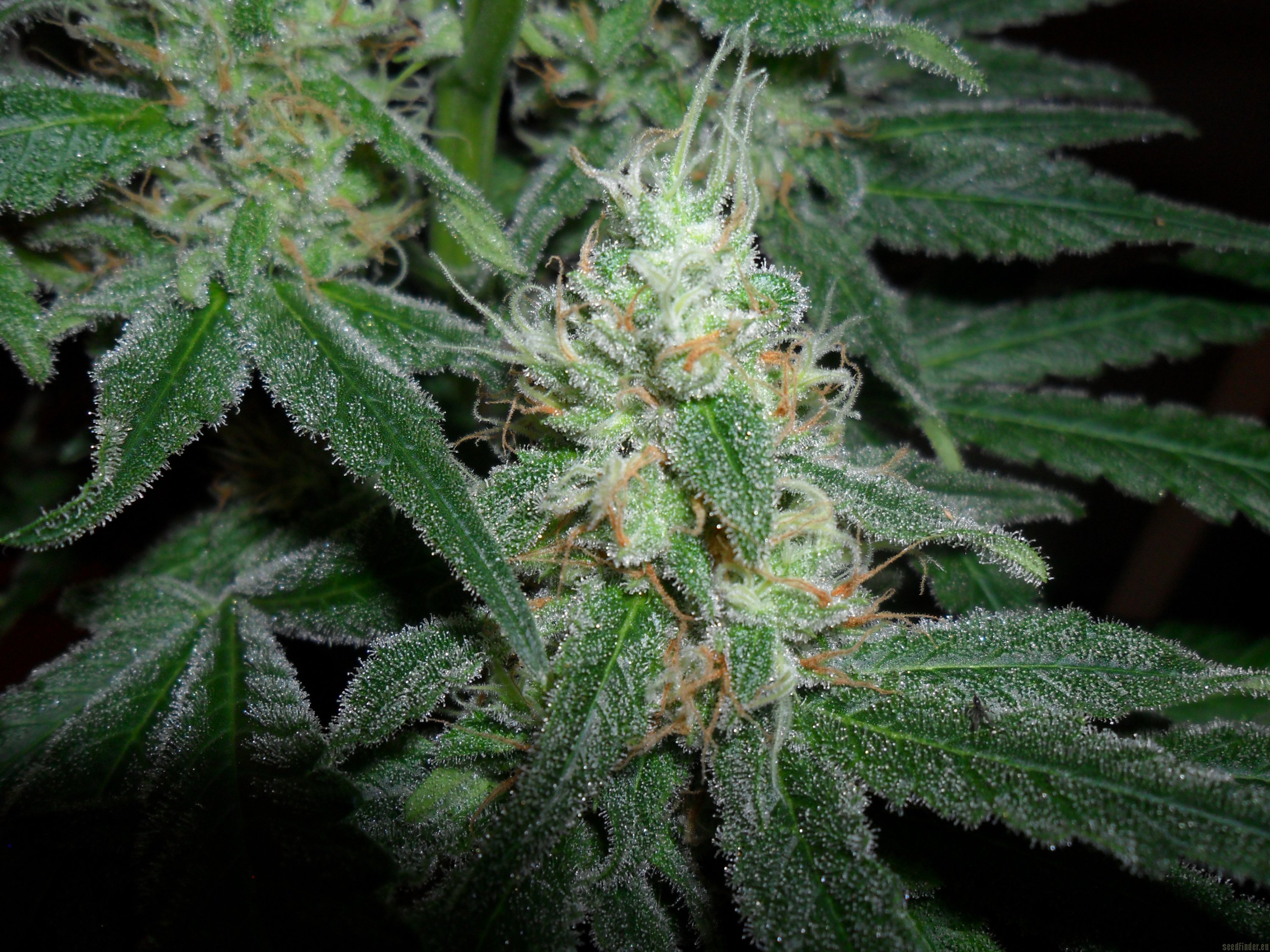 hash-plant-de-sensi-seeds-info-de-variedad