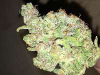 Imagen de Growgod (Hindu Kush)