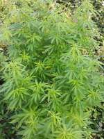 Sensi Seeds Jack Flash - foto de mrnicex