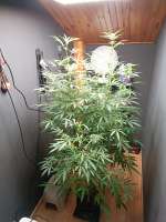 Sensi Seeds Jack Flash #5 - foto de yopkarateka