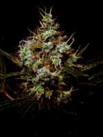 Imagen de Farma (Jack Herer)