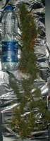 Imagen de drspike (Jack Herer)