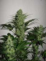 Imagen de admin (Jack Herer)