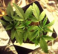 Imagen de indica2me (Mexican Sativa)