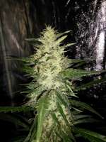 Sensi Seeds Michka - foto de Falconresearch