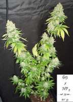 Imagen de Mitsuharu (Mr Nice G13 X Hash Plant)