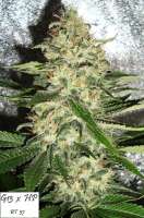 Imagen de Mitsuharu (Mr Nice G13 X Hash Plant)