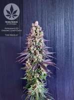 Sensi Seeds N13 Kush - foto de pineappleltd