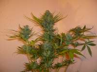 Imagen de merlin (Northern Lights Nr5 X Haze)