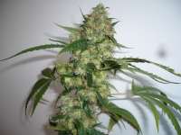 Imagen de merlin (Northern Lights Nr5 X Haze)