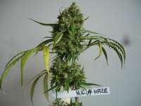 Imagen de merlin (Northern Lights Nr5 X Haze)