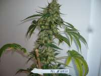 Imagen de merlin (Northern Lights Nr5 X Haze)