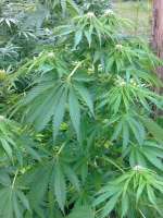 Sensi Seeds Ruderalis Indica - foto de hemp47