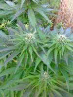 Sensi Seeds Ruderalis Indica - foto de hemp47