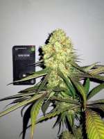 Sensi Seeds Screwdriver OG - foto de DerDepressive