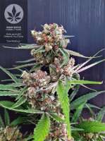 Sensi Seeds Sensi #11 - foto de pineappleltd