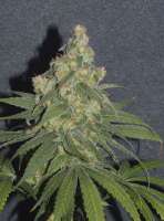 Imagen de seramisgrower (Sensi Nr1318 CBD)