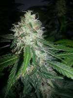 Imagen de Zeepo (Shiva Skunk)