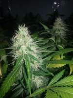 Imagen de Zeepo (Shiva Skunk)