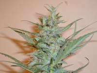 Imagen de merlin (Silver Haze Nr9)