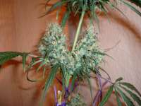 Imagen de merlin (Silver Haze Nr9)