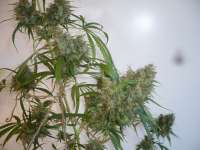 Sensi Seeds Silver Haze #9 - foto de merlin