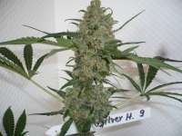 Imagen de merlin (Silver Haze Nr9)