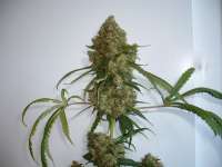 Imagen de merlin (Silver Haze Nr9)