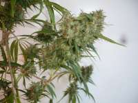 Sensi Seeds Silver Haze #9 - foto de merlin