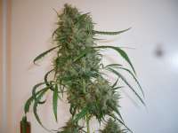 Imagen de merlin (Silver Haze Nr9)