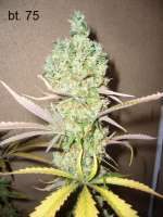 Imagen de frantischek (Super Skunk)