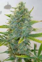 Imagen de ElSuizo (Super Skunk)