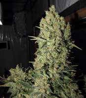 Imagen de FlashGordon (Chronic)