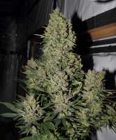 Imagen de FlashGordon (Chronic)