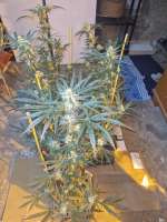 Serious Seeds Chronic - foto de Weed420Haze