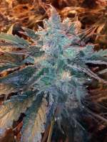 Imagen de grinspoon (Serious Kush)