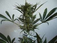 Imagen de merlin (Serious Kush)