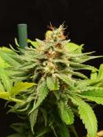 Serious Seeds Serious Kush - foto de Mortadelo