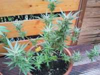 Imagen de sunny2 (White Russian Autoflowering Nr1)