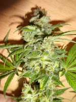 Shaman Genetics Star 99 - foto de Bentonix