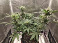 Imagen de Probiotic (Auto Gorilla Shizzle)