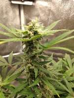 Short Stuff Seedbank Auto Gorilla Shizzle - foto de Probiotic