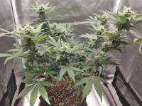 Imagen de Probiotic (Auto Gorilla Shizzle)