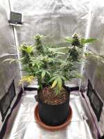 Short Stuff Seedbank Auto Gorilla Shizzle - foto de Probiotic