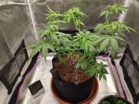 Imagen de Probiotic (Auto Gorilla Shizzle)