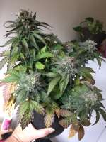 Short Stuff Seedbank Dr. Feelgood - foto de CalyxChronic