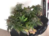 Short Stuff Seedbank Dr. Feelgood - foto de CalyxChronic