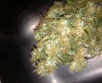 SickMeds Seeds William's Wonder - foto de MedicalMattAK