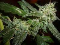 Sin City Seeds Alien Nightmare - foto de Pwyllpomone