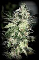 Sin City Seeds Aliens JackD Up - foto de admin